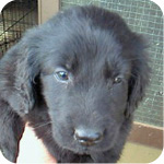 フラットコーテッドレトリバー　ブラック　子犬販売の専門店　AngelWan　横浜