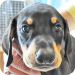 ドーベルマン　ブラックタン　オス　子犬販売の専門店　AngelWan 横浜