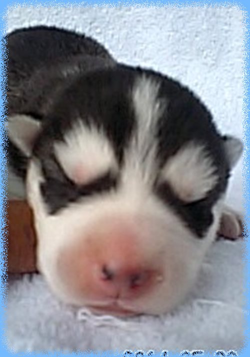 シベリアンハスキー　ブリーダー子犬販売専門店　AngelWan 東京　神奈川　千葉