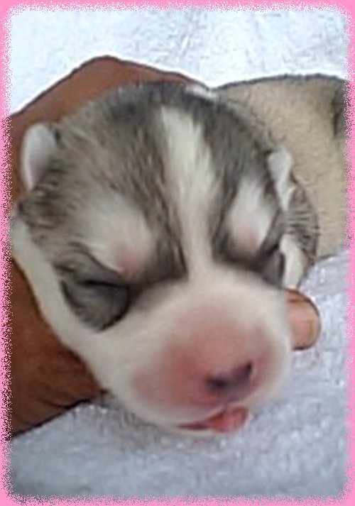 シベリアンハスキー　ブリーダー子犬販売専門店　AngelWan 東京　神奈川　千葉