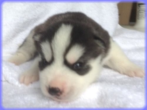 シベリアンハスキー　ブリーダー子犬販売専門店　AngelWan 東京　神奈川　千葉