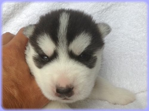 シベリアンハスキー　ブリーダー子犬販売専門店　AngelWan 東京　神奈川　千葉