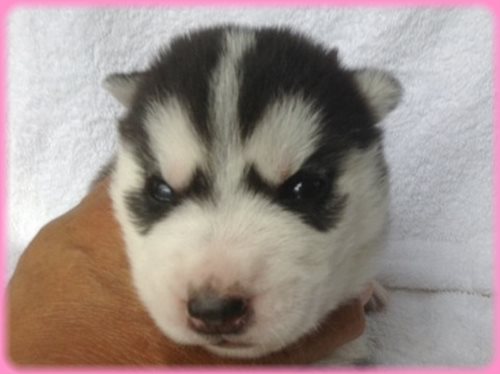 シベリアンハスキー　ブリーダー子犬販売専門店　AngelWan 東京　神奈川　千葉