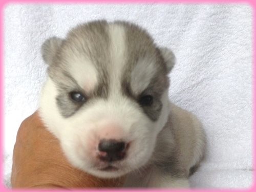 シベリアンハスキー　ブリーダー子犬販売専門店　AngelWan 東京　神奈川　千葉