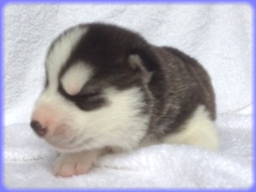 シベリアンハスキー　ブリーダー子犬販売専門店　AngelWan 東京　神奈川　千葉