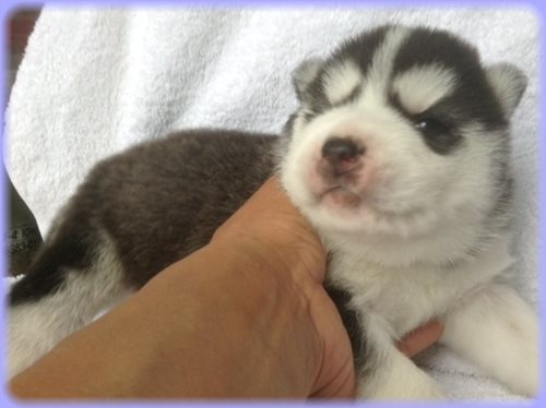 シベリアンハスキー　ブリーダー子犬販売専門店　AngelWan 東京　神奈川　千葉