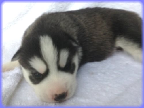 シベリアンハスキー　ブリーダー子犬販売専門店　AngelWan 東京　神奈川　千葉