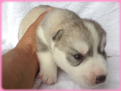 シベリアンハスキー　ブリーダー子犬販売専門店　AngelWan 東京　神奈川　千葉