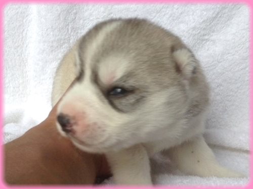 シベリアンハスキー　ブリーダー子犬販売専門店　AngelWan 東京　神奈川　千葉