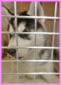 シベリアンハスキー　ブラック＆ホワイト　メス　子犬販売の専門店　AngelWan 横浜