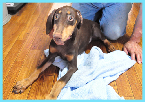 ドーベルマン　チョコレートタン　オス　子犬販売の専門店　AngelWan 横浜