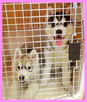 シベリアンハスキー　ブラック＆ホワイト　メス　子犬販売の専門店　AngelWan 横浜