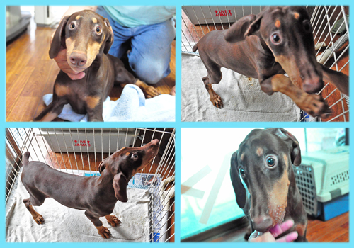ドーベルマン　チョコレートタン　オス　子犬販売の専門店　AngelWan 横浜