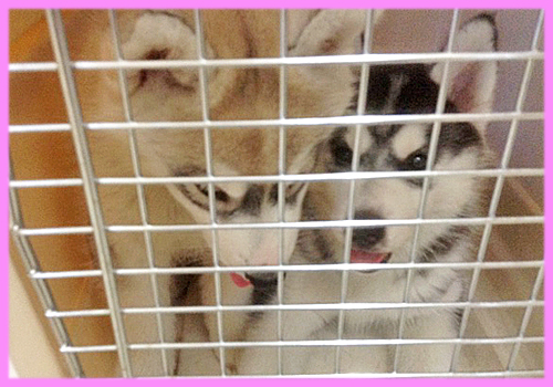 シベリアンハスキー　ブラック＆ホワイト　メス　子犬販売の専門店　AngelWan 横浜