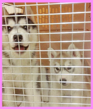 シベリアンハスキー　ブラック＆ホワイト　メス　子犬販売の専門店　AngelWan 横浜