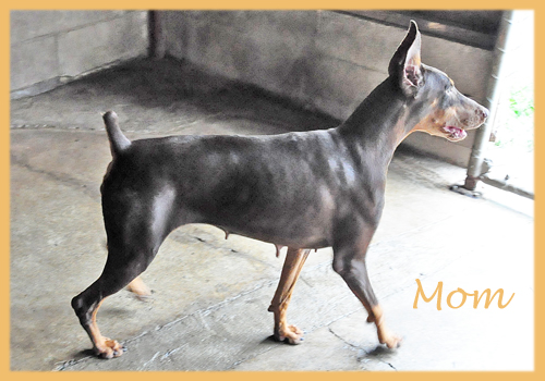 ドーベルマン　母犬　子犬販売の専門店　AngelWan 横浜