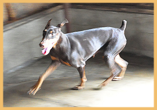 ドーベルマン　母犬　子犬販売の専門店　AngelWan 横浜