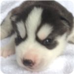 シベリアンハスキー　ブリーダー子犬販売専門店　AngelWan　横浜