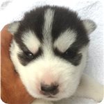 シベリアンハスキー　ブリーダー子犬販売専門店　AngelWan　横浜