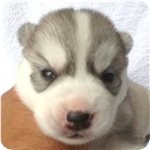 シベリアンハスキー　ブリーダー子犬販売専門店　AngelWan　横浜