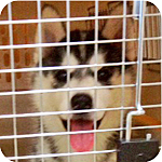 シベリアンハスキー　ブラック＆ホワイト　メス　子犬販売の専門店　AngelWan　横浜