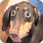 ドーベルマン　チョコレートタン　オス　子犬販売の専門店　AngelWan 横浜