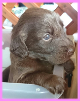 フラットコーテッドレトリバー　レバー　メス　子犬販売の専門店　AngelWan 横浜