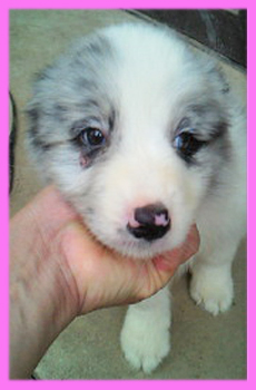 ボーダーコリー　ブルーマール　メス　子犬販売の専門店　AngelWan　横浜