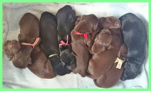 フラットコーテッドレトリバー　ブラック　レバー　オス　メス　子犬販売の専門店　AngelWan 横浜