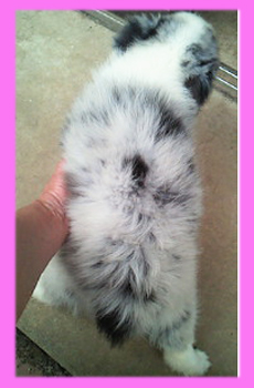 ボーダーコリー　ブルーマール　メス　子犬販売の専門店　AngelWan　横浜