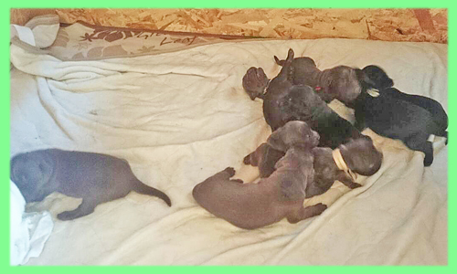 フラットコーテッドレトリバー　ブラック　レバー　オス　メス　子犬販売の専門店　AngelWan 横浜