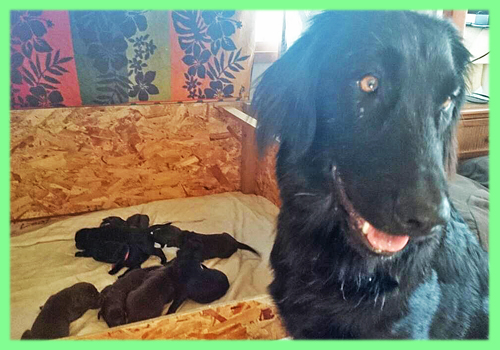 フラットコーテッドレトリバー　ブラック　レバー　オス　メス　子犬販売の専門店　AngelWan 横浜