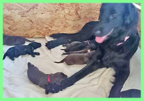 フラットコーテッドレトリバー　ブラック　レバー　オス　メス　子犬販売の専門店　AngelWan 横浜