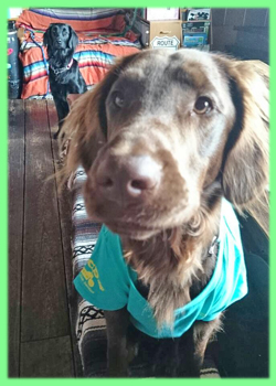 フラットコーテッドレトリバー　ブラック　レバー　オス　メス　子犬販売の専門店　AngelWan 横浜