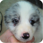 ボーダーコリー　ブルーマール　メス　子犬販売の専門店　AngelWan　横浜