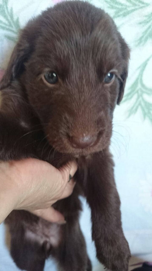 フラットコーテッドレトリバー　ブリーダー　子犬販売の専門店　AngelWan　横浜