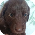 フラットコーテッドレトリバー　ブリーダー　子犬販売の専門店　AngelWan　横浜