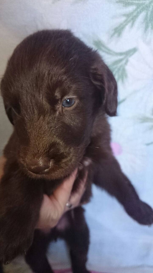 フラットコーテッドレトリバー　ブリーダー　　　子犬販売の専門店　AngelWan　横浜