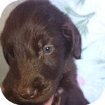 フラットコーテッドレトリバー　ブリーダー　子犬販売の専門店　AngelWan　横浜