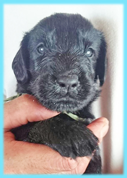 フラットコーテッドレトリバー　ブラック　オス　子犬販売の専門店　AngelWan　横浜