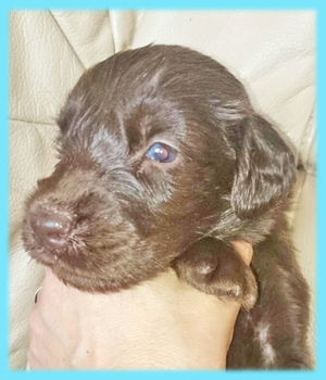 フラットコーテッドレトリバー　レバー　オス　子犬販売の専門店　AngelWan　横浜