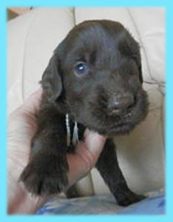 フラットコーテッドレトリバー　レバー　オス　子犬販売の専門店　AngelWan　横浜