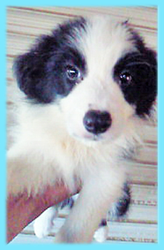 ボーダーコリー ブラック&ホワイト オス 子犬販売の専門店 AngelWan 横浜