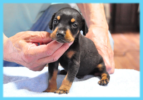 ドーベルマン　ブラックタン　オス　子犬販売の専門店　AngelWan　横浜