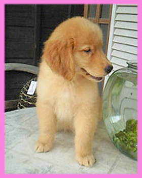 ゴールデンレトリバー　メス　子犬販売の専門店　AngelWan　横浜