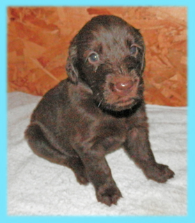 フラットコーテッドレトリバー　レバー　オス　子犬販売の専門店　AngelWan　横浜