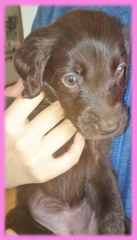 フラットコーテッドレトリバー　レバー　メス　子犬販売の専門店　AngelWan　横浜