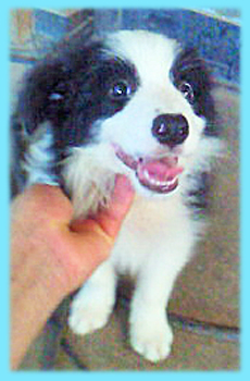 ボーダーコリー ブラック&ホワイト オス 子犬販売の専門店 AngelWan 横浜