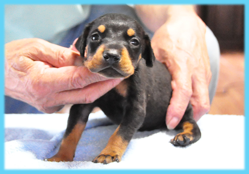 ドーベルマン　ブラックタン　オス　子犬販売の専門店　AngelWan　横浜