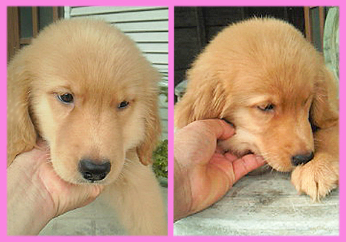 ゴールデンレトリバー　メス　子犬販売の専門店　AngelWan　横浜